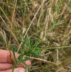 Lepidium africanum (Common Peppercress) at Watson, ACT - 19 Mar 2022 by AniseStar