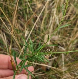 Lepidium africanum at Watson, ACT - 19 Mar 2022 02:32 PM