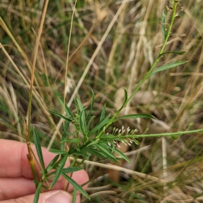 Lepidium africanum (Common Peppercress) at Watson, ACT - 19 Mar 2022 by AniseStar