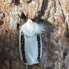 Oenosandra boisduvalii (Boisduval's Autumn Moth) at O'Connor, ACT - 19 Mar 2022 by Groakes
