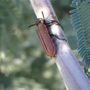 Rhinotia haemoptera at Murrumbateman, NSW - 19 Mar 2022 05:07 PM