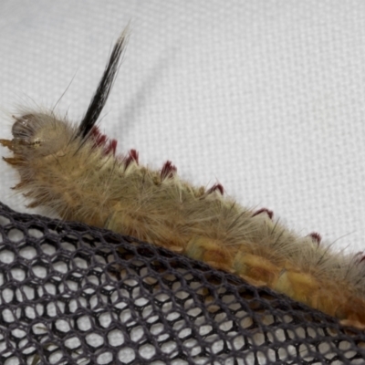 Trichiocercus sparshalli (Sparshall's Moth) at Bruce Ridge to Gossan Hill - 18 Mar 2022 by AlisonMilton