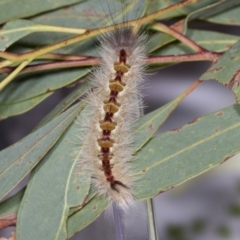 Trichiocercus sparshalli at Bruce, ACT - 18 Mar 2022