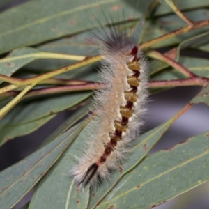 Trichiocercus sparshalli at Bruce, ACT - 18 Mar 2022