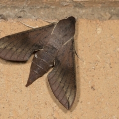 Hippotion scrofa (Coprosma Hawk Moth) at Higgins, ACT - 18 Mar 2022 by AlisonMilton