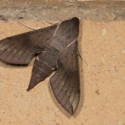 Hippotion scrofa (Coprosma Hawk Moth) at Higgins, ACT - 19 Mar 2022 by AlisonMilton