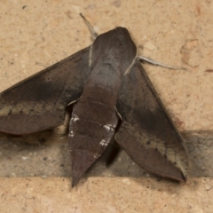 Hippotion scrofa at Higgins, ACT - 19 Mar 2022