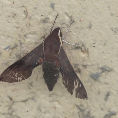 Hippotion scrofa (Coprosma Hawk Moth) at Bruce Ridge to Gossan Hill - 17 Mar 2022 by AlisonMilton