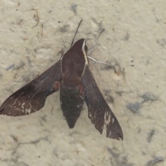 Hippotion scrofa (Coprosma Hawk Moth) at Bruce, ACT - 17 Mar 2022 by AlisonMilton