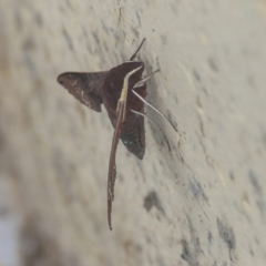 Hippotion scrofa at Bruce, ACT - 17 Mar 2022