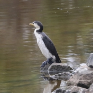 Microcarbo melanoleucos at Bruce, ACT - 17 Mar 2022