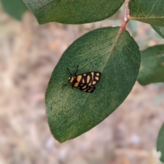 Asura lydia (Lydia Lichen Moth) at Watson Green Space - 19 Mar 2022 by AniseStar