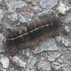 Ardices (genus) (Tiger moth (formerly Spilosoma)) at Bruce Ridge to Gossan Hill - 17 Mar 2022 by AlisonMilton