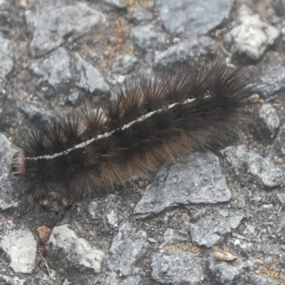 Ardices (genus) (Tiger moth (formerly Spilosoma)) at Bruce, ACT - 17 Mar 2022 by AlisonMilton