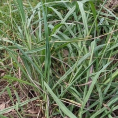 Paspalum dilatatum (Paspalum) at Watson Green Space - 19 Mar 2022 by AniseStar