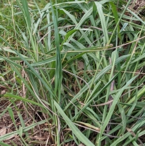 Paspalum dilatatum at Watson, ACT - 19 Mar 2022 02:09 PM