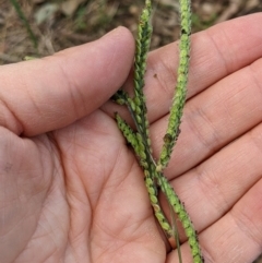 Paspalum dilatatum at Watson, ACT - 19 Mar 2022