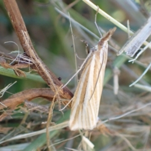 Hednota species near grammellus at Murrumbateman, NSW - 19 Mar 2022