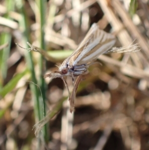 Hednota species near grammellus at Murrumbateman, NSW - 19 Mar 2022