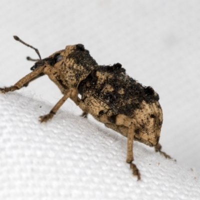 Aades cultratus (Weevil) at Bruce Ridge to Gossan Hill - 18 Mar 2022 by AlisonMilton