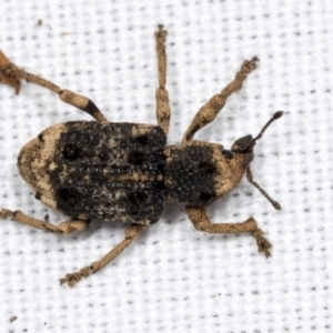 Aades cultratus at Bruce, ACT - 18 Mar 2022 04:07 PM