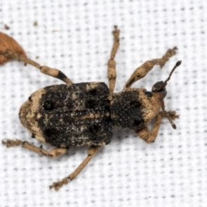 Aades cultratus at Bruce, ACT - 18 Mar 2022 04:07 PM