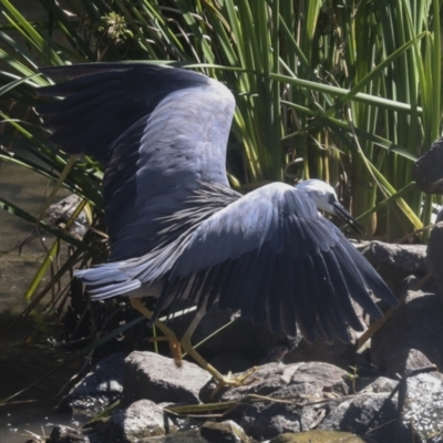 Egretta novaehollandiae (White-faced Heron) at Giralang, ACT - 11 Mar 2022 by AlisonMilton