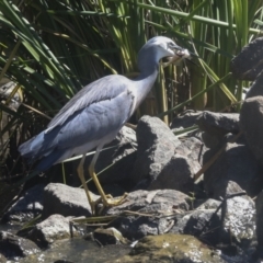 Egretta novaehollandiae at Giralang, ACT - 11 Mar 2022