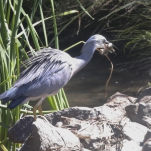 Egretta novaehollandiae at Giralang, ACT - 11 Mar 2022 02:36 PM