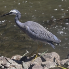 Egretta novaehollandiae at Giralang, ACT - 11 Mar 2022 02:36 PM