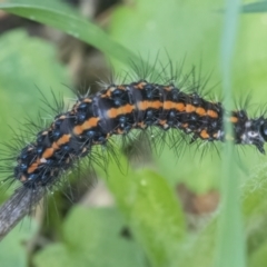 Nyctemera amicus (Senecio Moth, Magpie Moth, Cineraria Moth) at Googong, NSW - 12 Mar 2022 by WHall