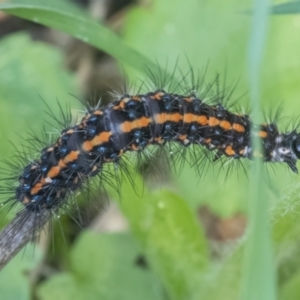 Nyctemera amicus at Googong, NSW - 12 Mar 2022 11:22 AM