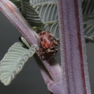 Elaphodes cervinus at Mount Clear, ACT - 17 Mar 2022 12:39 PM