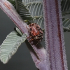 Elaphodes cervinus (Leaf beetle) at Mount Clear, ACT - 17 Mar 2022 by TimL