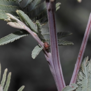 Elaphodes cervinus at Mount Clear, ACT - 17 Mar 2022