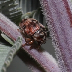 Elaphodes cervinus at Mount Clear, ACT - 17 Mar 2022