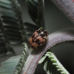 Elaphodes cervinus at Mount Clear, ACT - 17 Mar 2022 12:39 PM