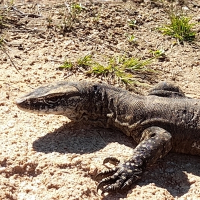 Varanus rosenbergi (Heath or Rosenberg's Monitor) at Namadgi National Park - 19 Mar 2022 by VanceLawrence