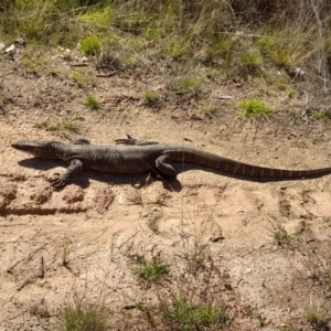 Varanus rosenbergi at Rendezvous Creek, ACT - 19 Mar 2022