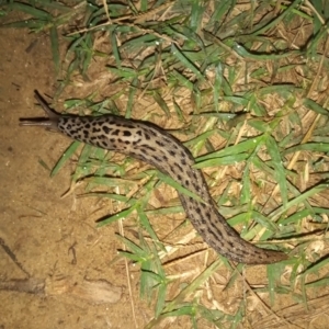 Limax maximus at Paddys River, ACT - 19 Mar 2022