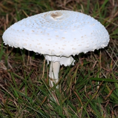 Macrolepiota dolichaula (Macrolepiota dolichaula) at Symonston, ACT - 19 Mar 2022 by RodDeb