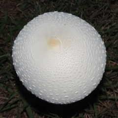 Macrolepiota dolichaula at Symonston, ACT - 19 Mar 2022