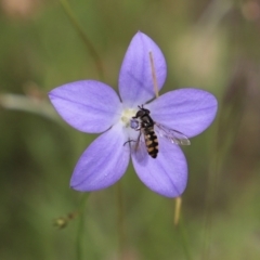 Melangyna viridiceps (Hover fly) at Mount Clear, ACT - 24 Jan 2022 by JimL