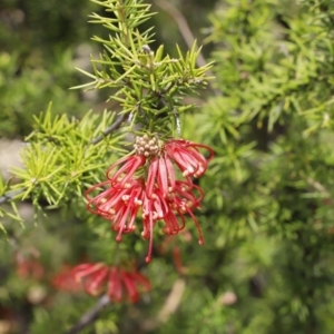 Grevillea juniperina subsp. fortis at Stromlo, ACT - 22 Sep 2018