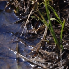 Unidentified Frog at Rendezvous Creek, ACT - 28 Sep 2019 by JimL