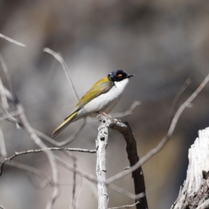 Melithreptus lunatus at Rendezvous Creek, ACT - 28 Sep 2019