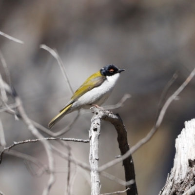 Melithreptus lunatus (White-naped Honeyeater) at Rendezvous Creek, ACT - 28 Sep 2019 by JimL