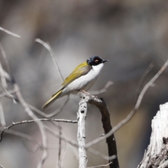 Melithreptus lunatus (White-naped Honeyeater) at Namadgi National Park - 28 Sep 2019 by JimL