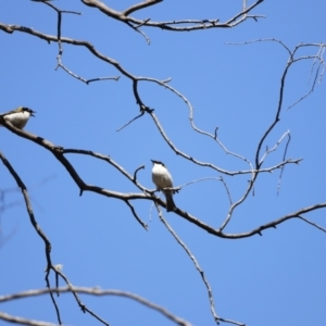 Melithreptus lunatus at Rendezvous Creek, ACT - 28 Sep 2019