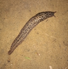 Limax maximus (Leopard Slug, Great Grey Slug) at Paddys River, ACT - 19 Mar 2022 by michaelb